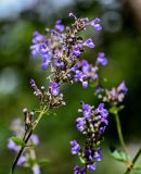 Nepeta grandiflora. Соцветие. Северная Осетия, Алагирский р-н, Куртатинское ущелье, Кадаргаванский каньон, каменистый участок лугового склона. 23.07.2022.