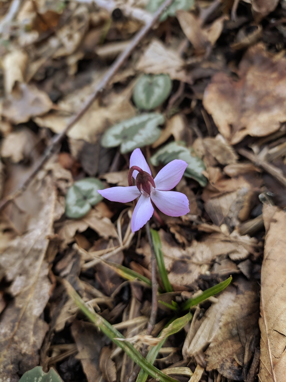 Image of Cyclamen coum specimen.