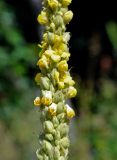 Verbascum thapsus. Часть соцветия с формирующимися плодами. Карачаево-Черкесия, Домбай, долина р. Домбай-Ульген, каменистый склон. 30.07.2014.