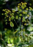 Bupleurum subspecies aureum