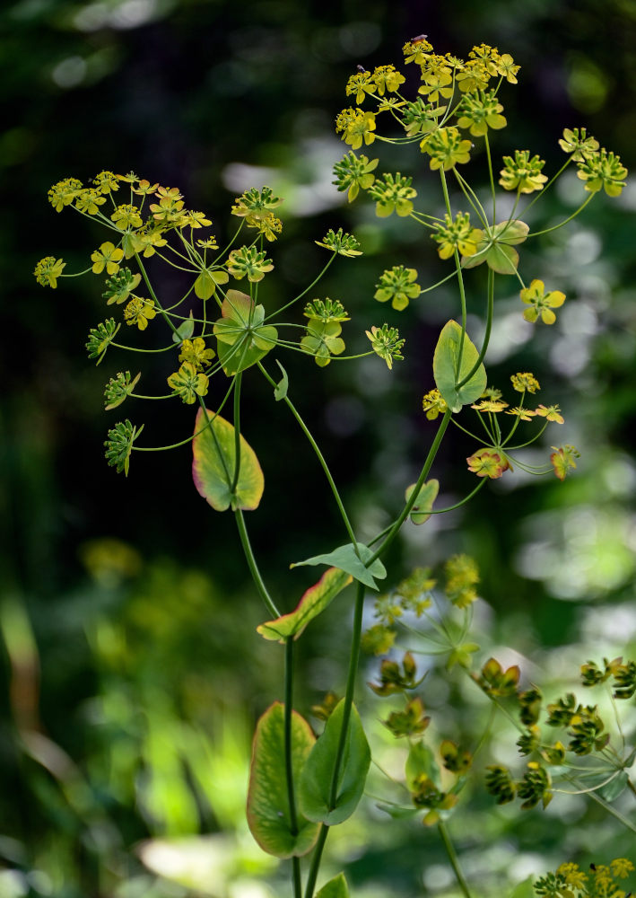 Изображение особи Bupleurum longifolium ssp. aureum.