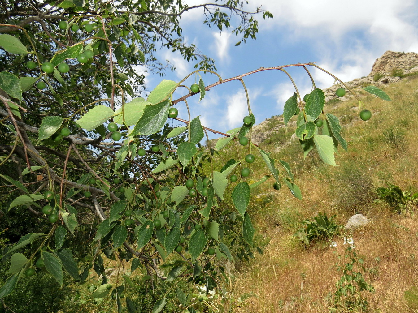 Изображение особи Celtis caucasica.