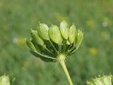 Heracleum sibiricum. Элементарное соплодие - зонтичек. Ульяновская обл., Мелекесский р-н, окр. с. Александровка, долина р. Бирля, луг в понижении рельефа. 17.06.2023.