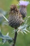 Cirsium ketzkhovelii. Отцветшее соцветие. Чечня, Шаройский р-н, окр. ур. Хилиди, выс. 2020 м н.у.м., луг. 23 августа 2023 г.