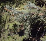 Picea pungens f. glauca