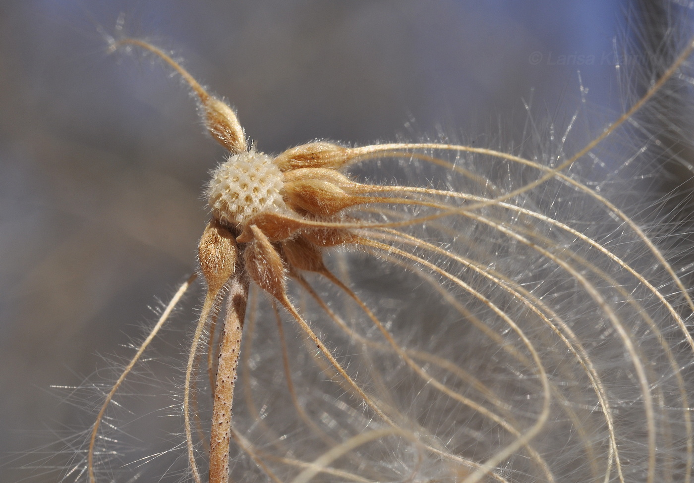 Image of Clematis serratifolia specimen.