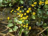 Caltha membranacea