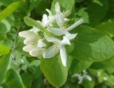 Lonicera tatarica
