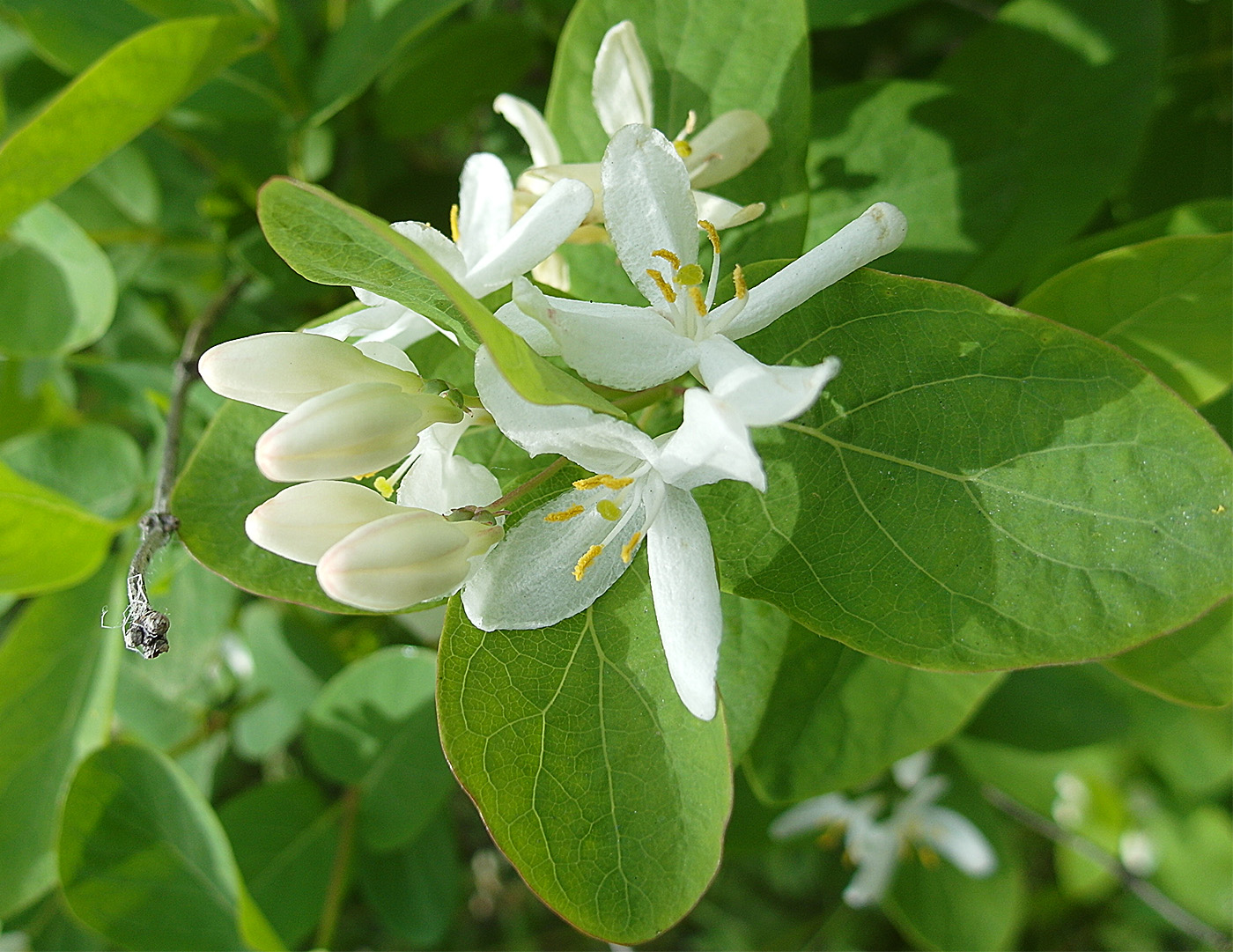 Изображение особи Lonicera tatarica.
