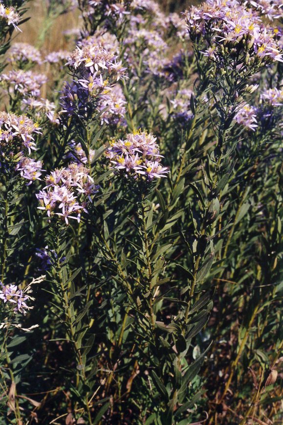 Image of Galatella dracunculoides specimen.