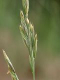 Festuca arenaria. Колоски в средней части соцветия. Ленинградская обл., г. Сосновый Бор, Приморский парк, дюны. 09.06.2024.