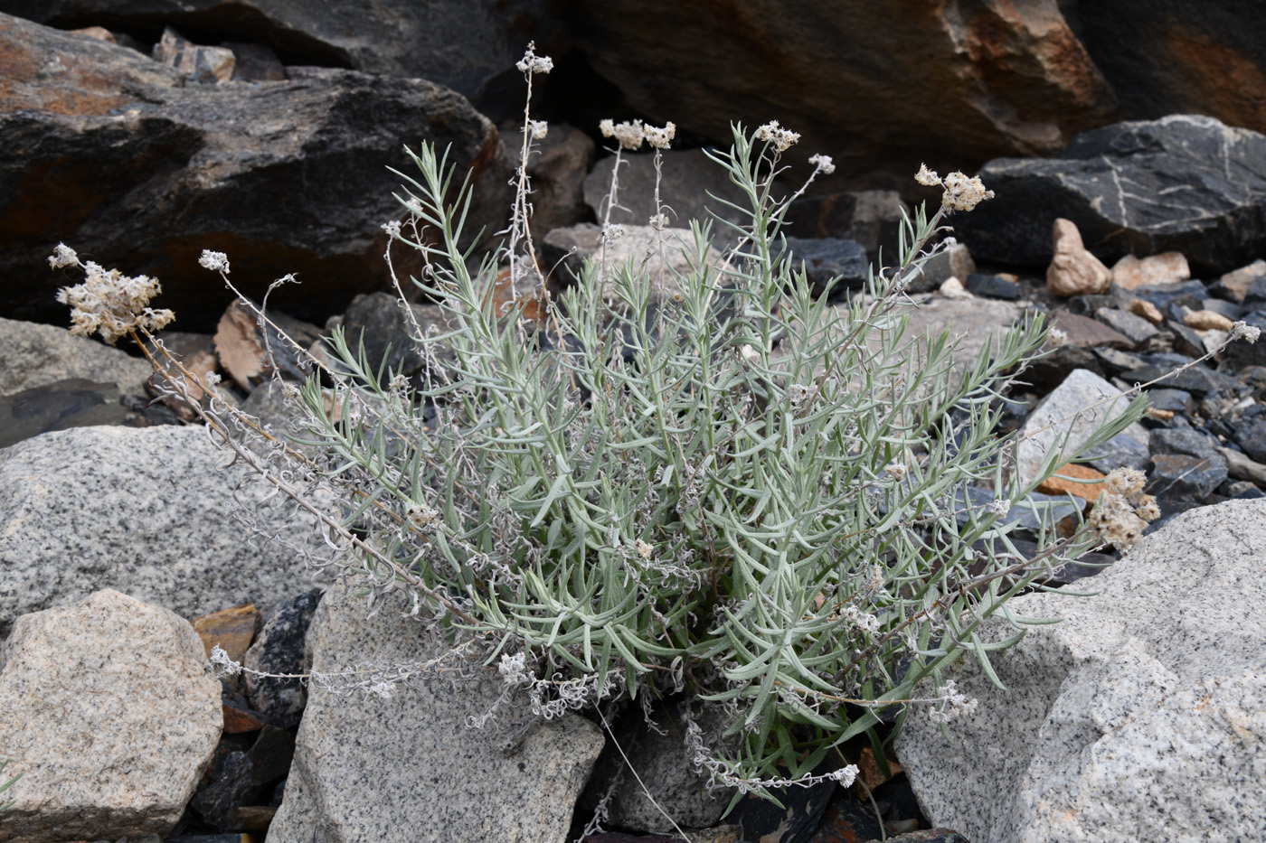Image of genus Anaphalis specimen.