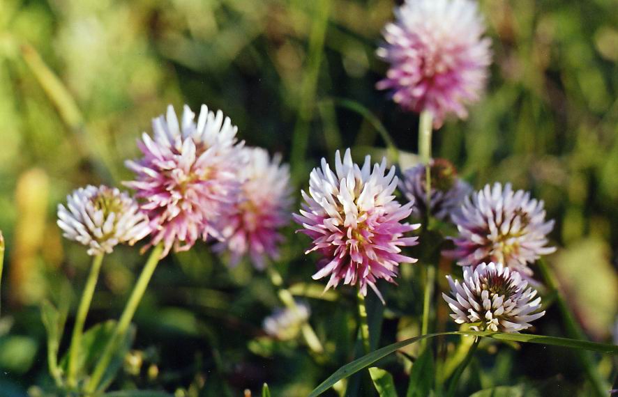 Image of Trifolium ambiguum specimen.