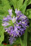 Campanula cervicaria