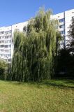 Salix × sepulcralis. Взрослое дерево. Беларусь, г. Гродно, Ленинский р-н, мкр. Девятовка, в культуре. 19.10.2024.