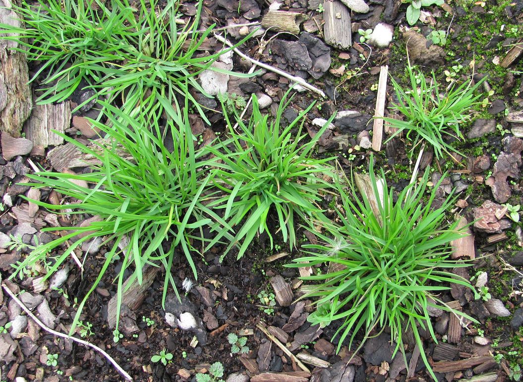 Image of Poa annua specimen.