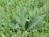 Onopordum acanthium