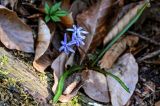 Scilla bifolia