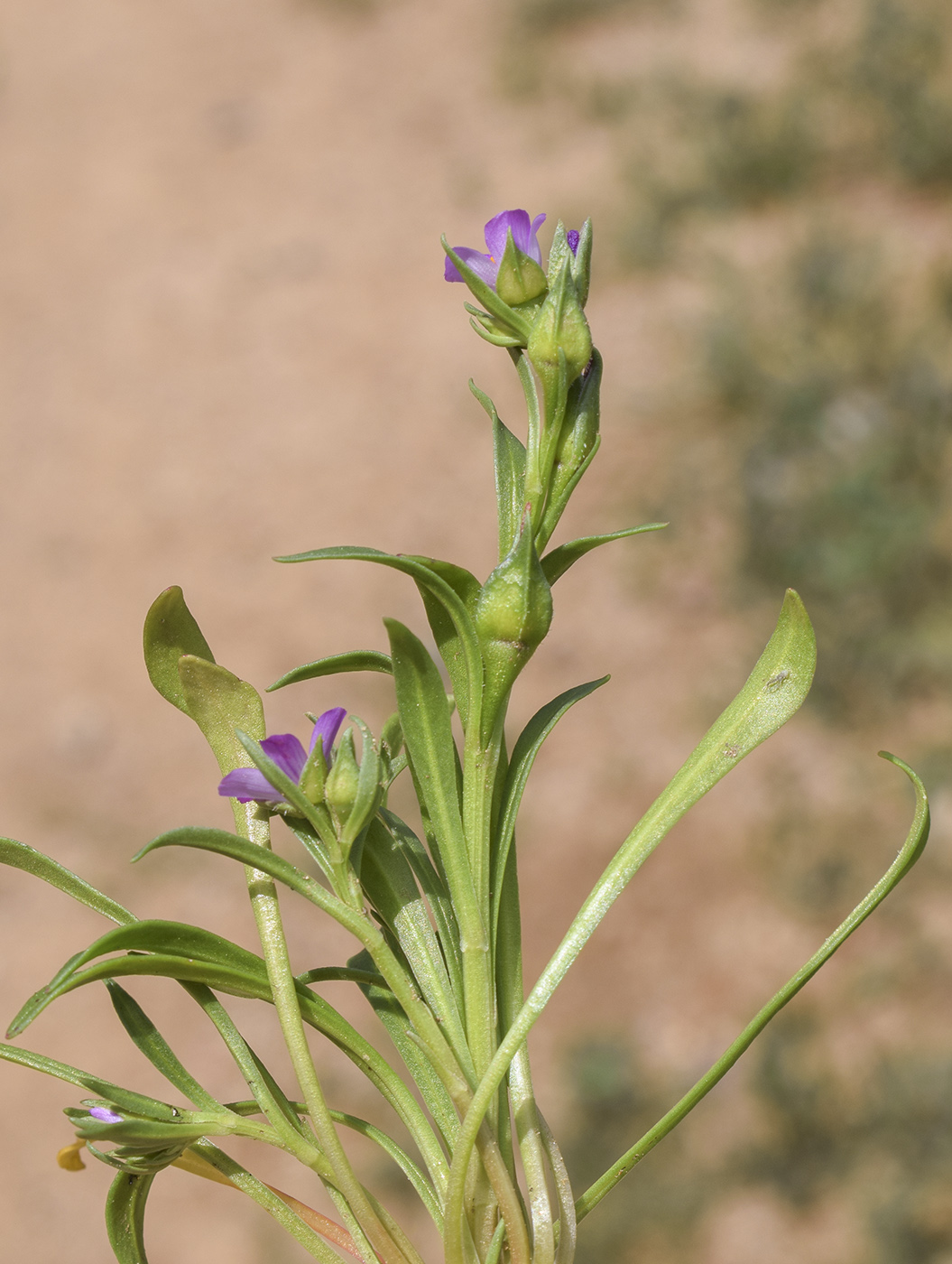 Image of Calandrinia ciliata specimen.