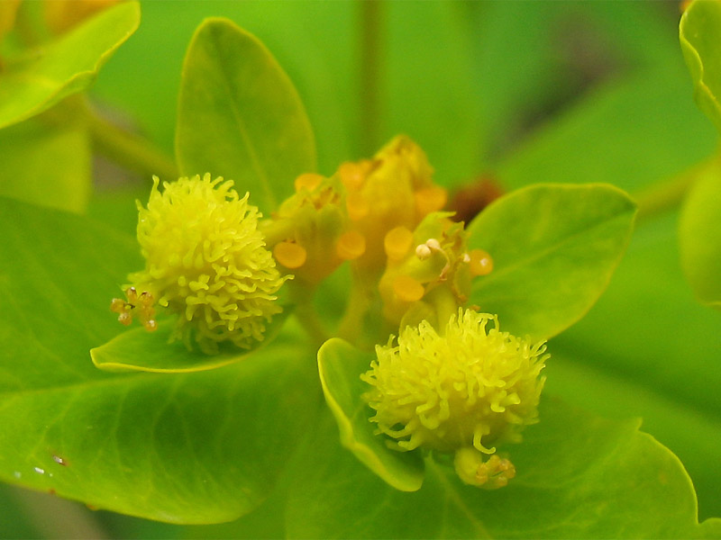 Image of Euphorbia lingulata specimen.