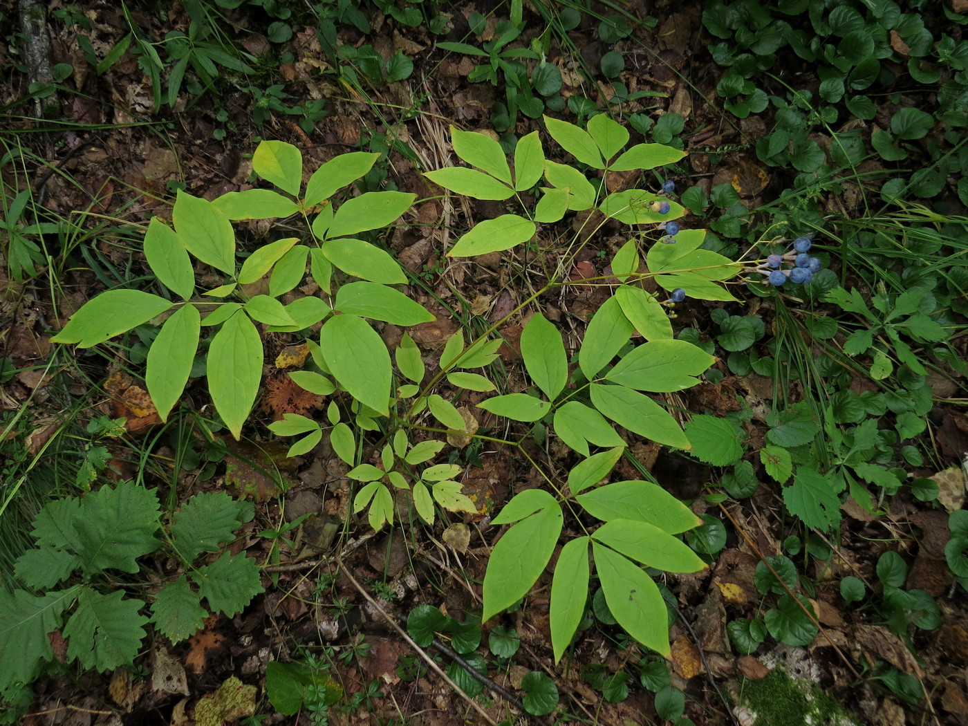 Image of Caulophyllum robustum specimen.