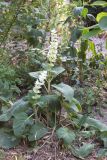Salvia sclarea. Расцветающее растение. Узбекистан, г. Ташкент, Юнусабадский р-н, в тени деревьев перед многоэтажным домом, (в культуре?). 16.05.2025.