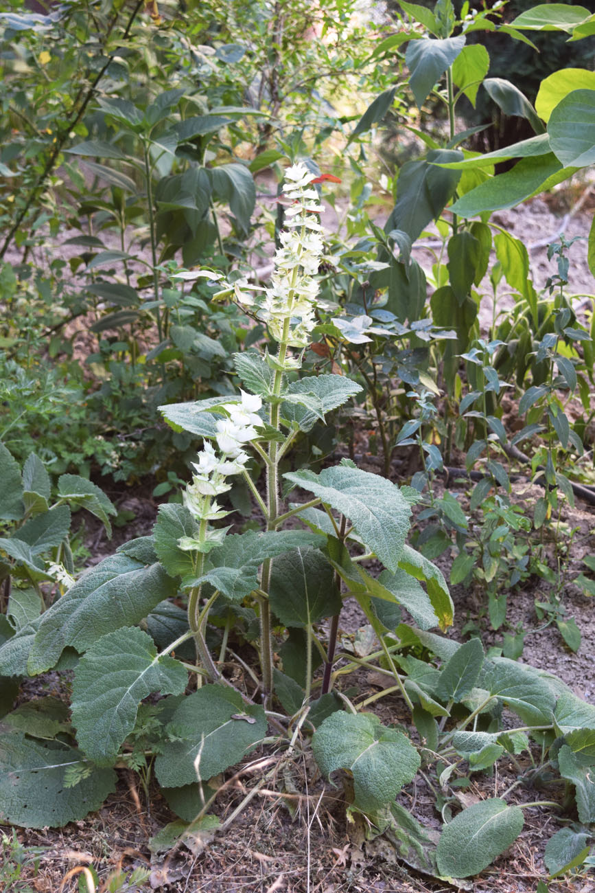 Image of Salvia sclarea specimen.