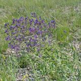 Nepeta ucranica. Цветущее растение. Волгоградская обл., Калачёвский р-н, дол. р. Большая Голубая, остепнённый луг. 20.05.2006.