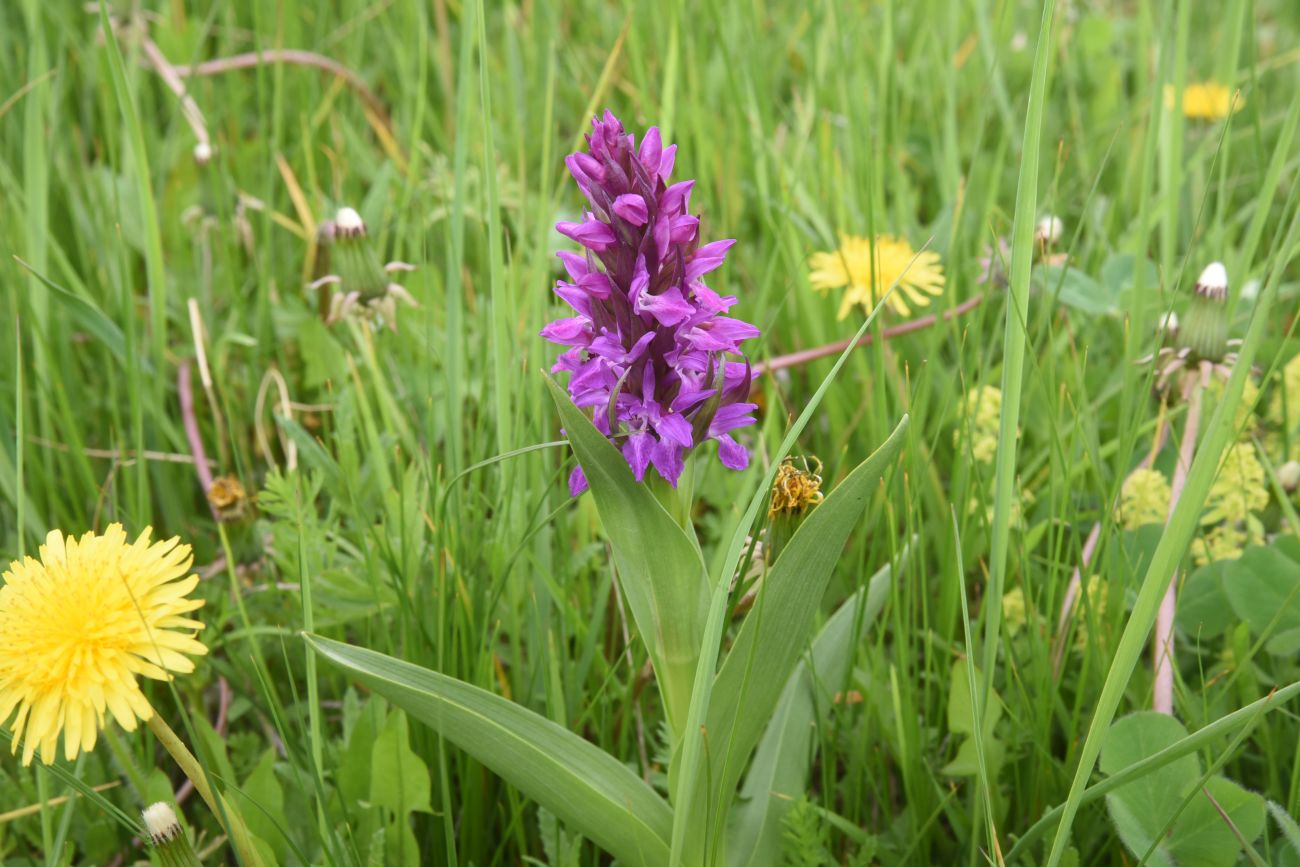 Image of Dactylorhiza euxina specimen.