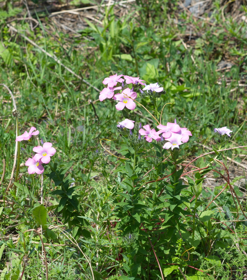 Image of Linum hypericifolium specimen.