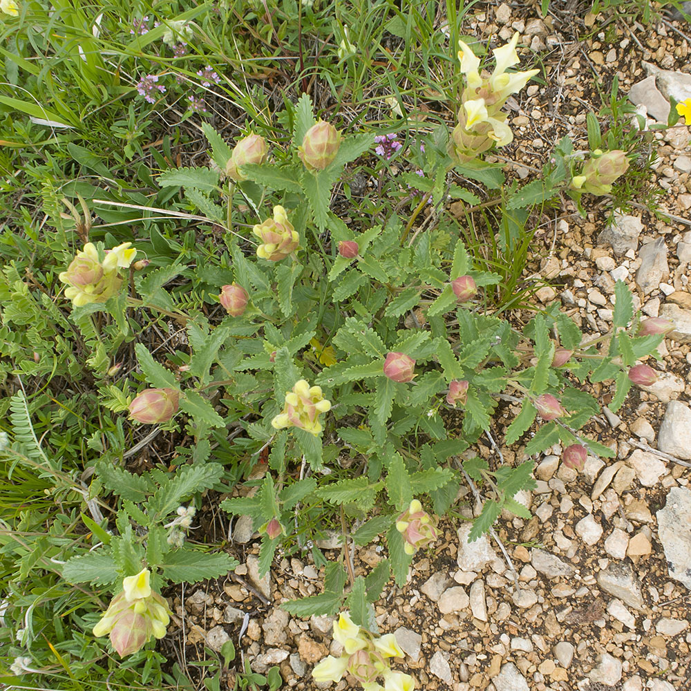 Изображение особи Scutellaria polyodon.