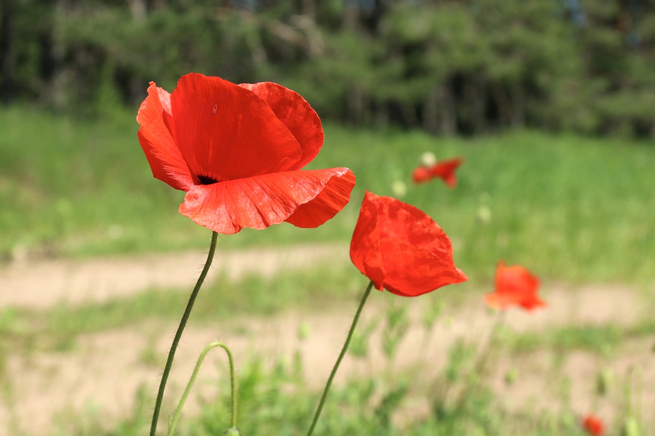 Изображение особи Papaver rhoeas.