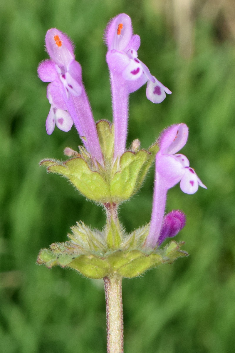 Изображение особи Lamium amplexicaule.