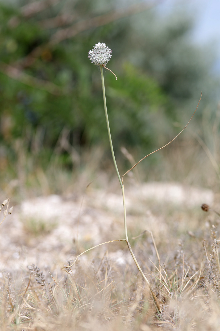 Image of Allium guttatum specimen.