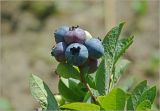 Vaccinium corymbosum. Созревающие плоды. Московская обл., Раменский р-н, окр. дер. Хрипань, садовый участок. 29.07.2025.