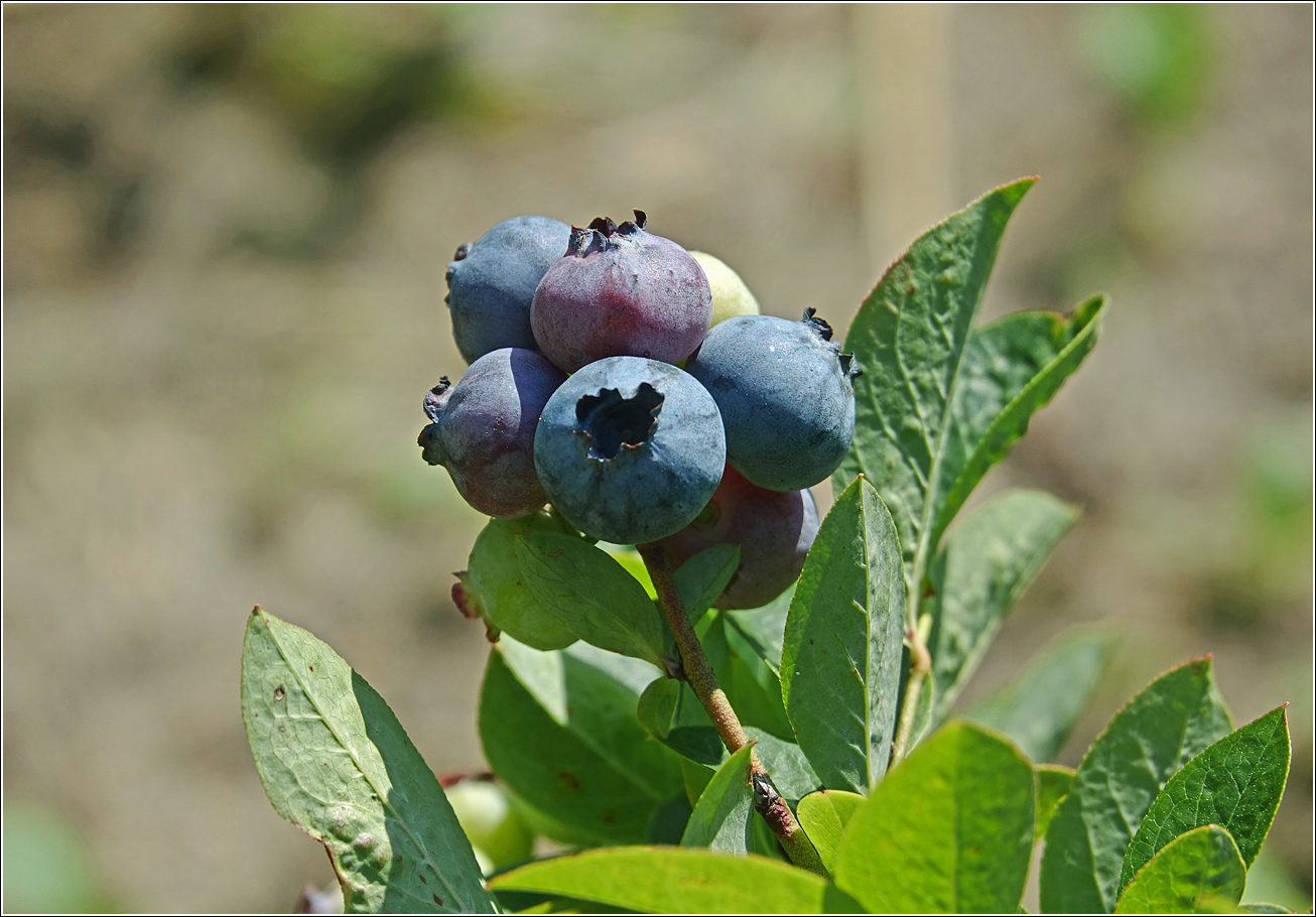 Image of Vaccinium corymbosum specimen.