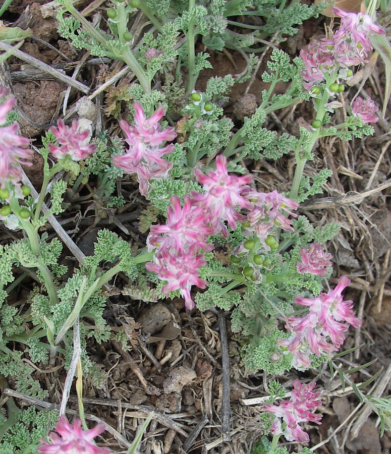 Image of Fumaria densiflora specimen.