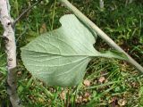 Parasenecio hastatus ssp. orientalis