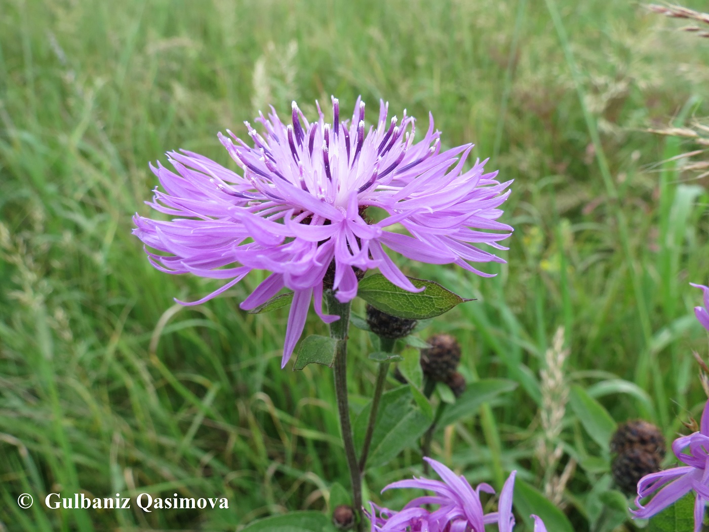 Изображение особи семейство Asteraceae.