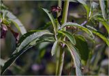 Monarda citriodora. Боковой побег. Московская обл., Раменский р-н, окр. дер. Хрипань, садовый участок. 10.09.2025.