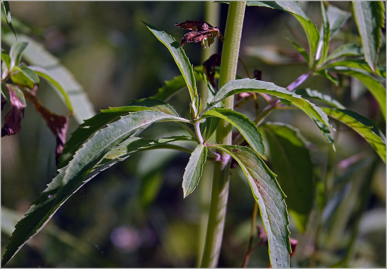 Изображение особи Monarda citriodora.