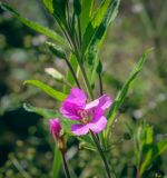 Epilobium hirsutum. Цветок. Татарстан, Агрызский р-н, окр. с. Красный Бор, сырой урёмный лес на дне оврага. 05.08.2025.