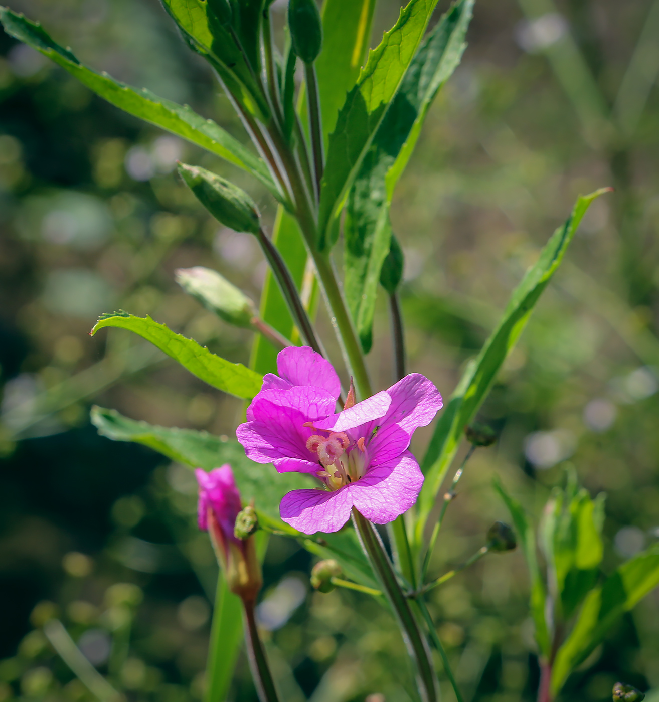 Изображение особи Epilobium hirsutum.