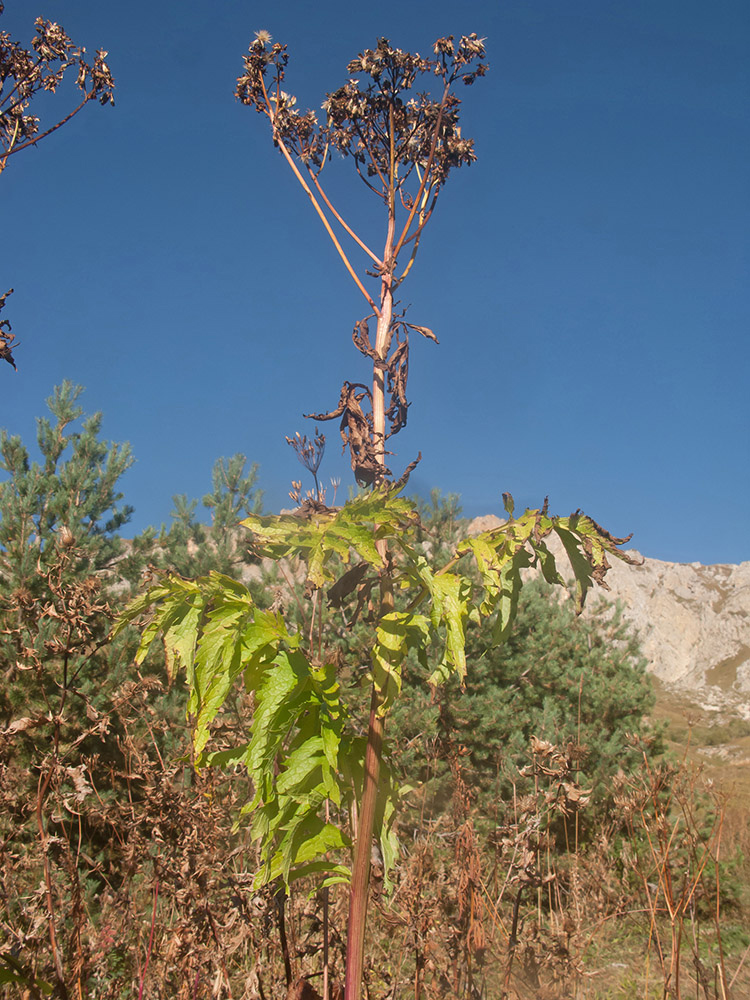 Image of Senecio othonnae specimen.