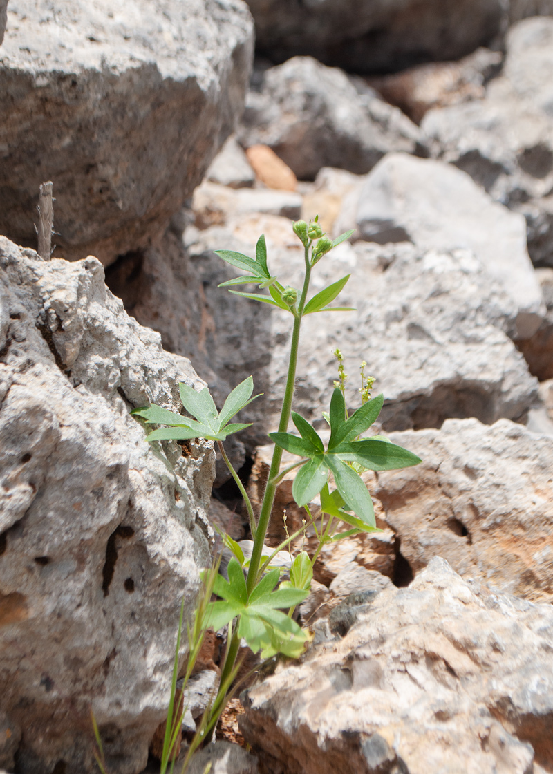 Изображение особи Staphisagria macrosperma.