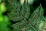 Athyrium filix-femina