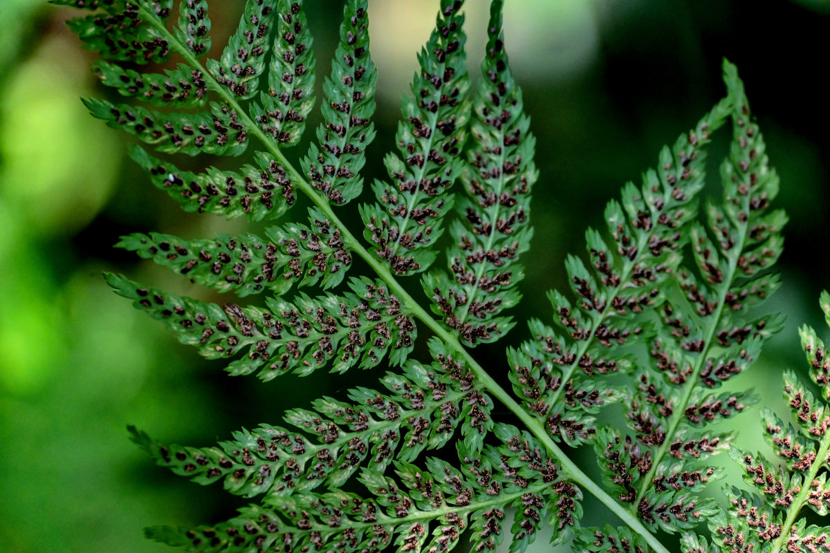 Изображение особи Athyrium filix-femina.