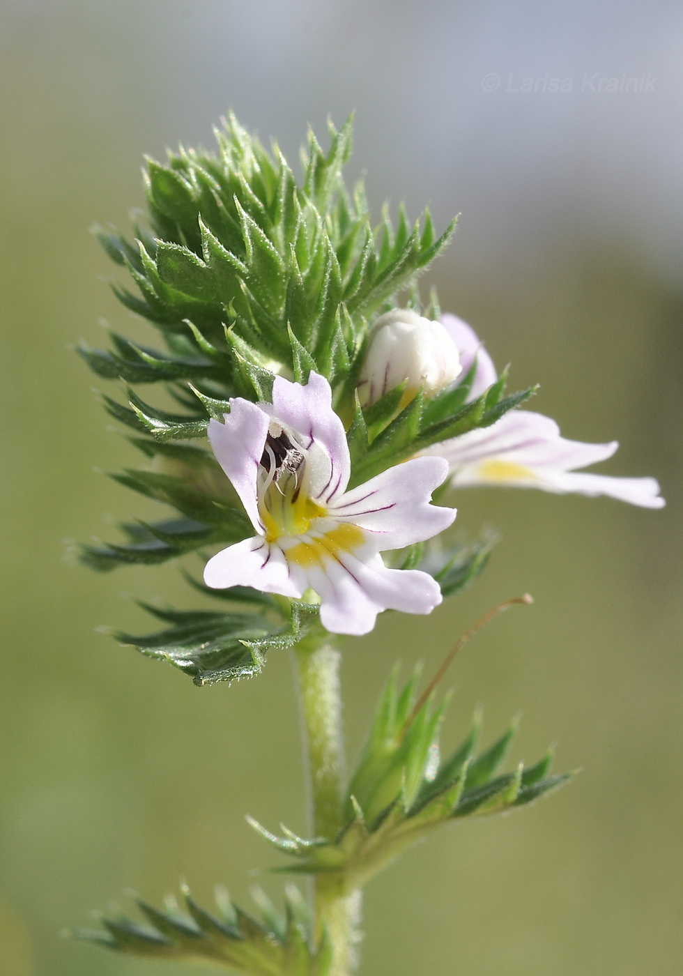 Image of genus Euphrasia specimen.