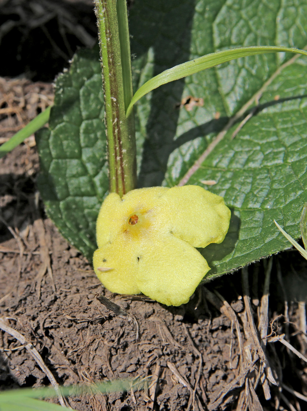 Изображение особи Verbascum marschallianum.