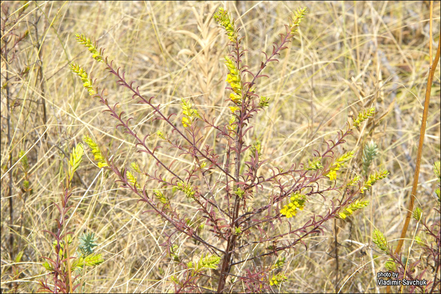 Изображение особи Orthanthella lutea.